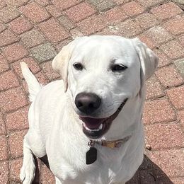 Labrador Retrievers from Laymanshire Labradors