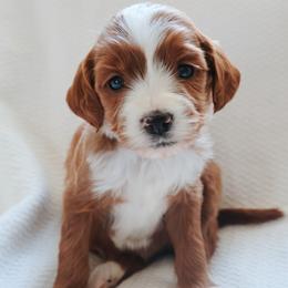 Beatrix - baby blue collar girl - Red  female Goldendoodle puppy in Ruthorfordton, North Carolina from Duncan Doodles Goldendoodles