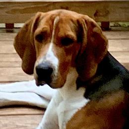 Magic - Treeing Walker Coonhound