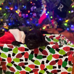 Remi - Teal Collar - Brown female Boykin Spaniel puppy in Hurtsboro, Alabama from PARK’s Family Farm