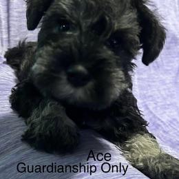 Miniature Schnauzer puppies from Lakehouse Miniature Schnauzers of Southern Indiana