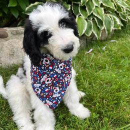 Frieda - White Girl - Black and white Sheepadoodle puppy in Camillus, New York from Spy Haven LLC