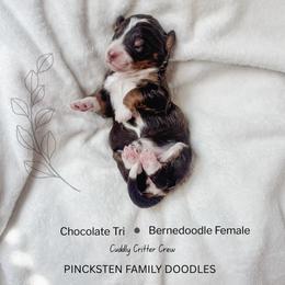 Foxy - Tri-color female Bernedoodle puppy in Jackson, Missouri from Pincksten Family Doodles