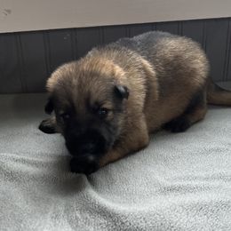 Boy 3 - Black male German Shepherd puppy in Sharon Grove, Kentucky from Julie’s Shepherds