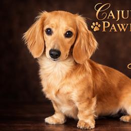 Lucy - Dachshund