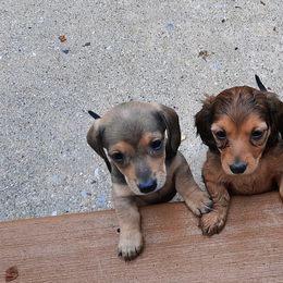 Dachshund Puppies from Redeemer's Dachshunds