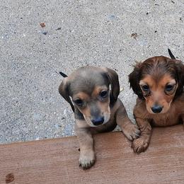 Dachshund Puppies from Redeemer's Dachshunds