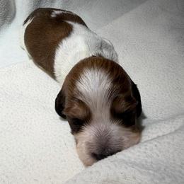 Beau - Piebald male Dachshund puppy in Hazlehurst, Georgia from DrakeFire Dachshunds