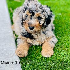 Assorted Doodle Crosses, Aussiedoodle, Australian Mountain Doodle, and Bernedoodle Puppies from North 40 Doodles