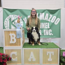 Miniature Australian Shepherd puppies from Wrightway Wigglebutts