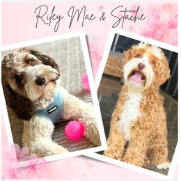 Australian Labradoodle puppies from Frosty Hill Australian Labradoodles