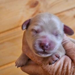 Male 2 - Cream male Dachshund puppy in Trade, Tennessee from TN Miniature Dachshunds & Basset Hounds