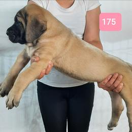 AKC PUP 175 - Fawn female Mastiff puppy in Ava, Missouri from Ozark Mountain Mastiffs