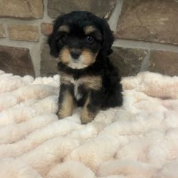 Valley - Black and tan female Cavapoo puppy in Malad, Idaho from Sunny Hill Puppies