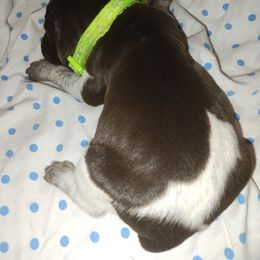 Light green - Liver roan male German Shorthaired Pointer puppy in Marble, North Carolina from Dancin' German Shorthaired Pointer's