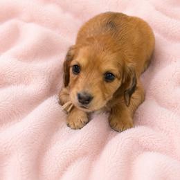 Trixie - Cream female Dachshund puppy in Augusta, Georgia from Cherokee Hill Dachshunds