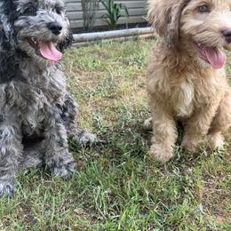 Golden Aussiedoodle and Goldendoodle Puppies from Law Doodles of SC
