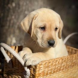 Frodo - Yellow male Labrador Retriever puppy in Isle, Minnesota from Dog Ear Outfitters