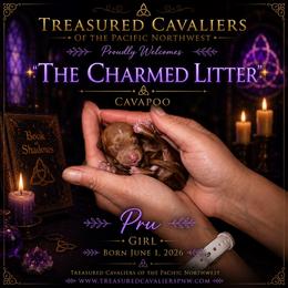 Pru - Red female Cavapoo puppy in Spokane, Washington from Treasured Cavaliers of the Pacific Northwest