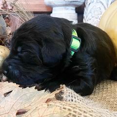 Bordoodle Puppies from Nighthawk Bordoodles