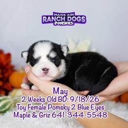 May - Black and white female Pomsky puppy in Humeston, Iowa from M.A.R. Dogs