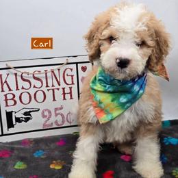 Carl - Red male Bernedoodle puppy in Neillsville, Wisconsin from Granton Creek