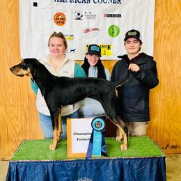 American Leopard Hounds and German Shepherds from APEX K9 Solutions