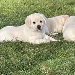 Boy 3 - Yellow Labrador Retriever puppy in Beavercreek, Oregon from Sweetwater Spring Labradors
