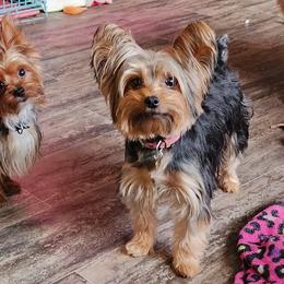 Yorkshire Terrier Puppies from GRIFFEY'S SPA AND KENNEL