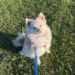 Teddy - Pomsky