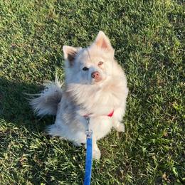Teddy - Pomsky