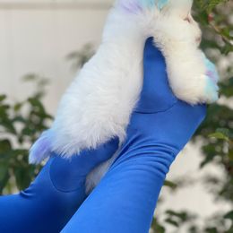 Pomeranian Puppies from POMERLAND exotic Pomeranians of Orlando