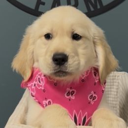 Girl 3 - female Golden Retriever puppy in Seagrove, North Carolina from Willow Oak Farm Golden Retrievers
