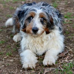 Rebecca - Bernedoodle