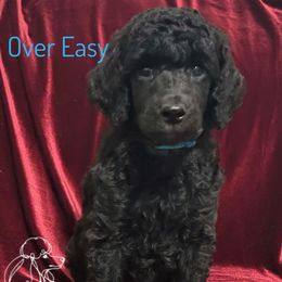 Over Easy - Black male Poodle puppy in Arlington, Tennessee from Golden Hour