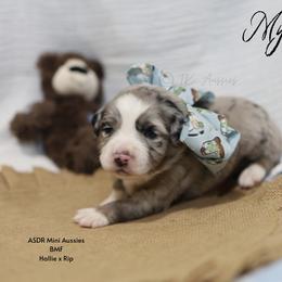 Myla - BMF - Blue merle female Miniature Australian Shepherd puppy in Nacogdoches, Texas from TK Standard, Mini, & Toy Aussies