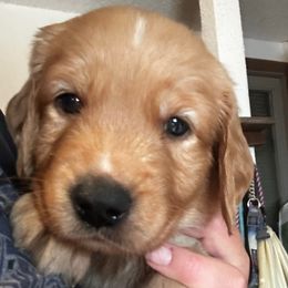 Beige - Golden male Golden Retriever puppy in Stratton, Colorado from Anam Cara Retrievers