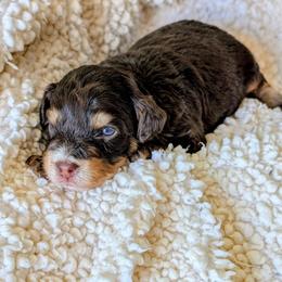 Johnny - Brown male Bernedoodle puppy in Sparta, Missouri from Sis' Doodles & Poodles