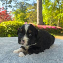 Hershey - Black tri-color female Australian Shepherd puppy in Summerville, South Carolina from Flowertown Aussies