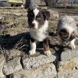 Australian Shepherd Puppies from Spring Creek Pups