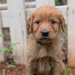 Orange - Dark golden female Golden Retriever puppy in Midland, North Carolina from Alger Farm, LLC