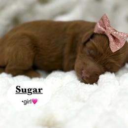 Sugar - Red  female Goldendoodle puppy in Jackson, Mississippi from T.M. Poodles & Doodles