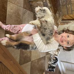 Miniature Australian Shepherd Puppies from Bar C Aussies