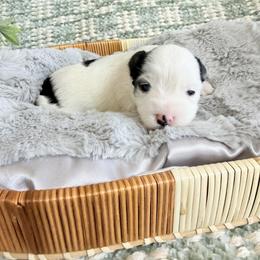 Onyx - Parti male Miniature Schnauzer puppy in Bluffdale, Utah from Mountain Point Schnauzers