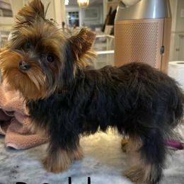 Yukon Thy Royal King - Yorkshire Terrier