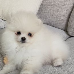 Princess - Cream female Pomeranian puppy in Citrus Heights, California from Yev and Marina's Pomeranians (AKC)