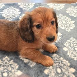 Boy 2 - Red male Dachshund puppy in Indian Trail, North Carolina from Ridgewood Farms