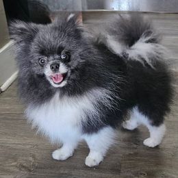Elvis - Pomeranian