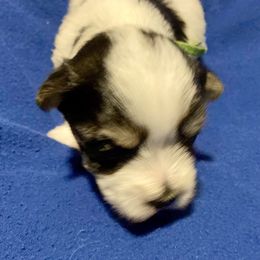 Maltipoo, Morkie, and Yorkipoo Puppies from Danza Bolo