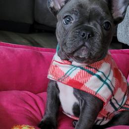 Gigi - Blue female French Bulldog puppy in Marshfield, Wisconsin from Wrinkles And Rolls Frenchies